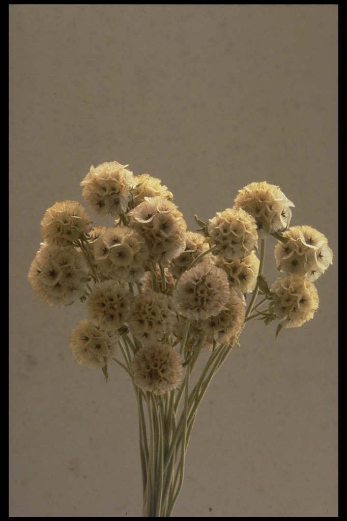 scabious 'Drumstick'