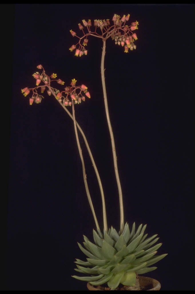 moulded wax succulent