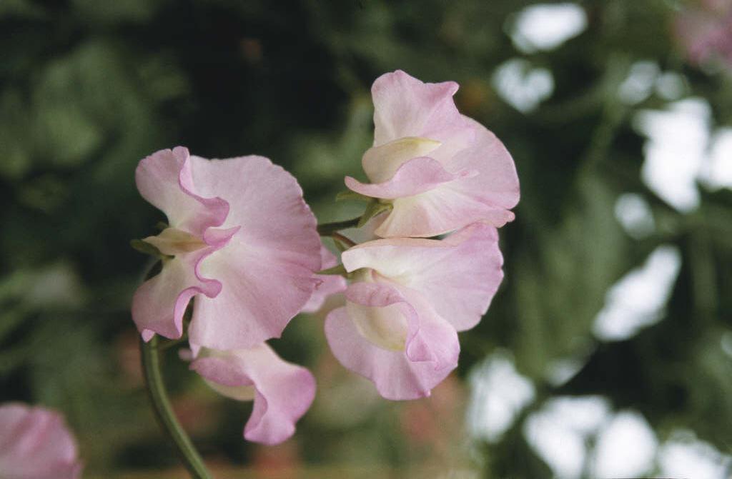 sweet pea 'Gwendoline'