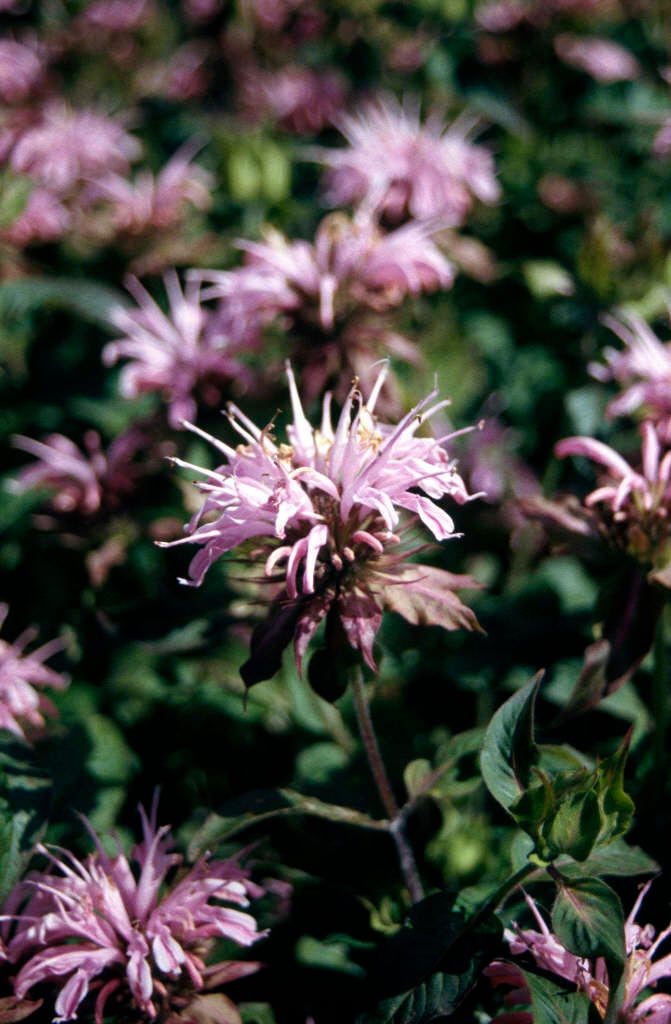 bergamot 'Croftway Pink'