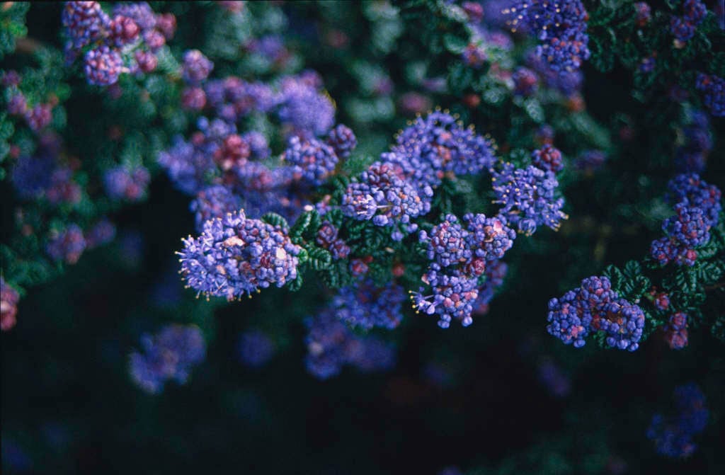 Californian lilac 'Dark Star'