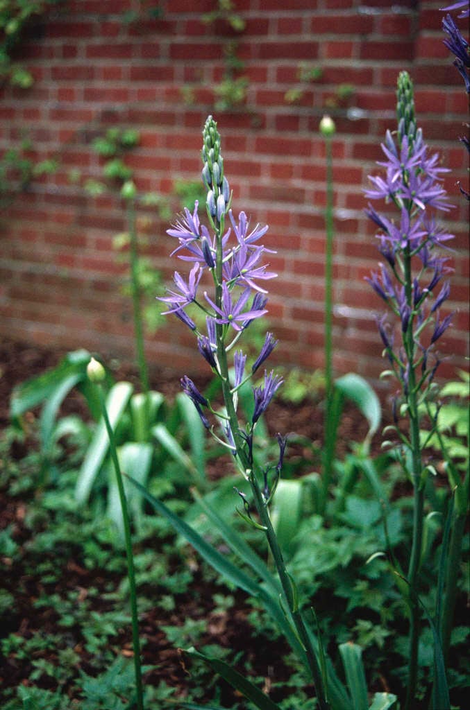 camass Caerulea Group