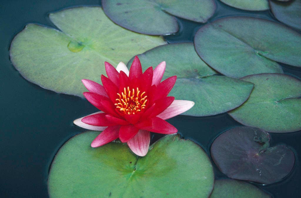 waterlily 'Escarboucle'