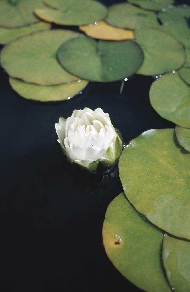 waterlily 'Gonnère'