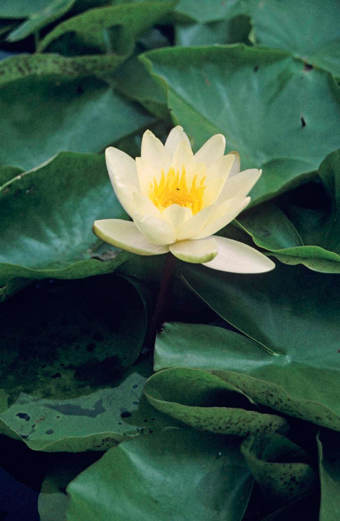 waterlily 'Marliacea Chromatella'