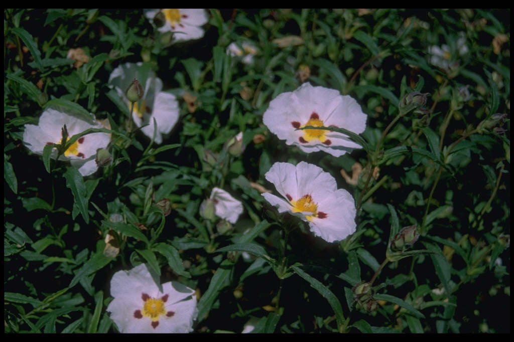 rock rose 'Jenkyn Place'