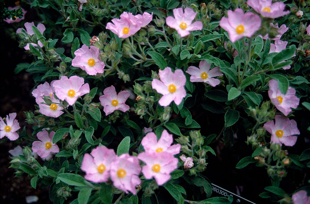 rock rose 'Grayswood Pink'