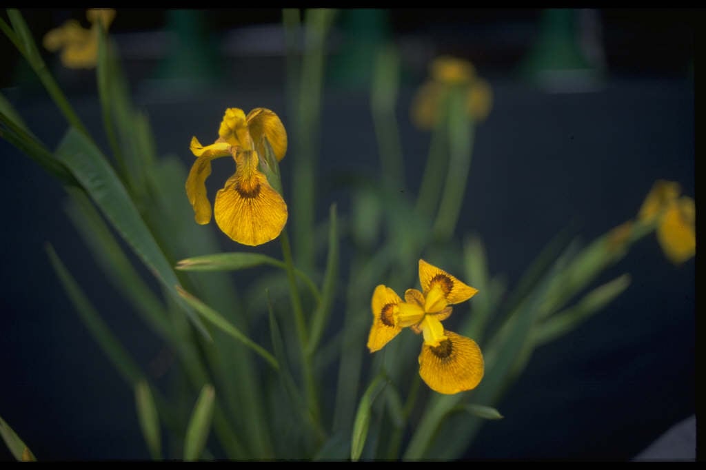 yellow flag 'Roy Davidson'