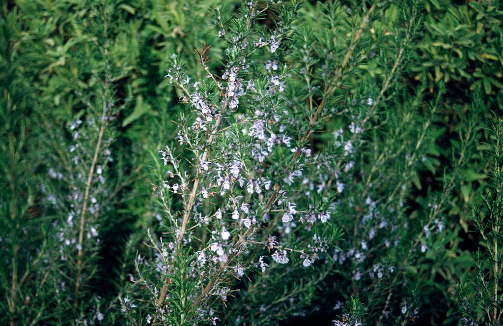 rosemary 'Severn Sea'