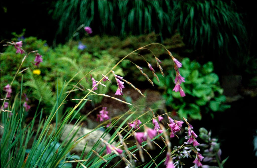 Drakenberg wandflower