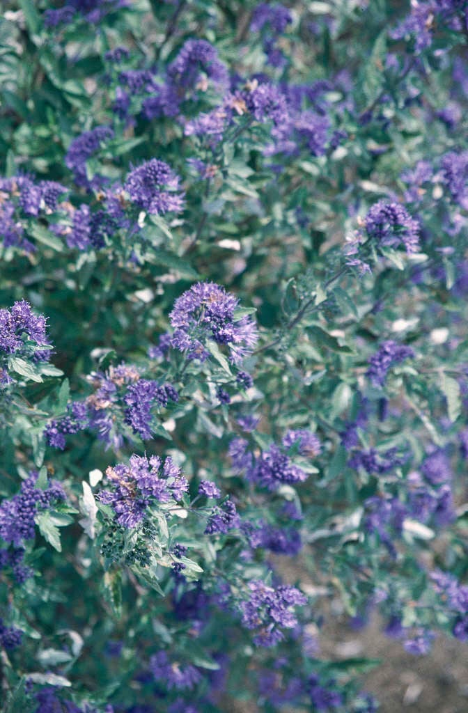 bluebeard 'First Choice'