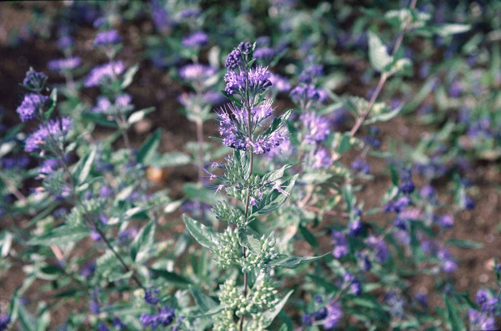 bluebeard 'Arthur Simmonds'