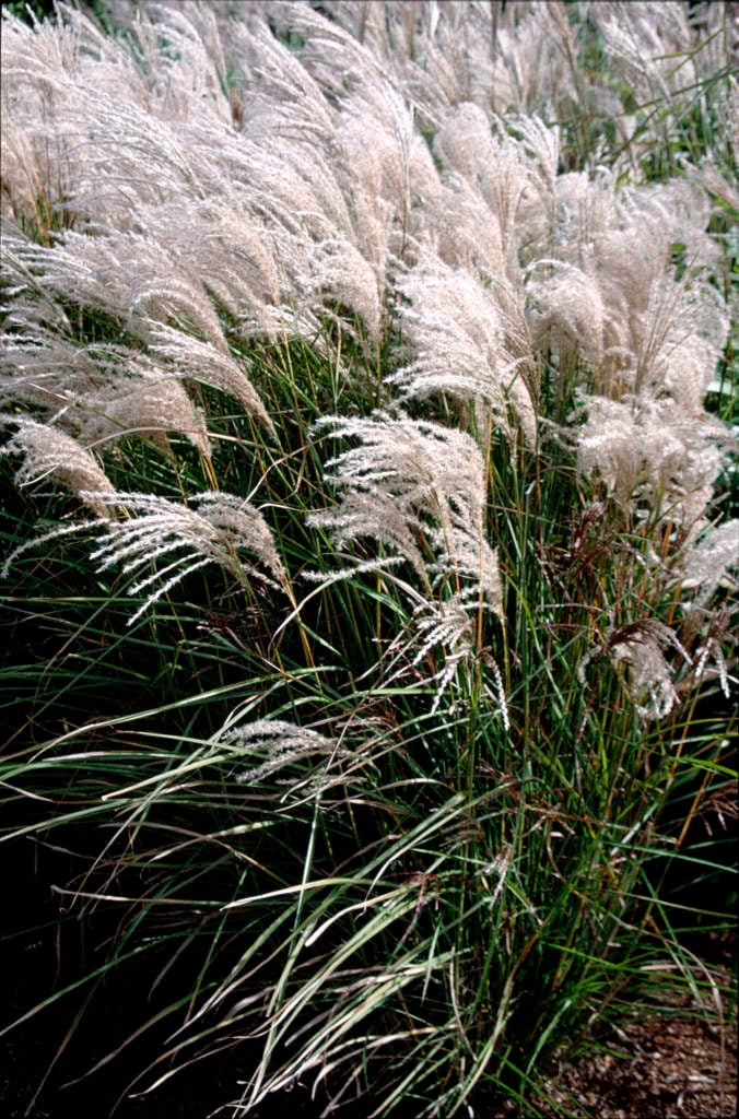 eulalia 'Kleine Fontäne'