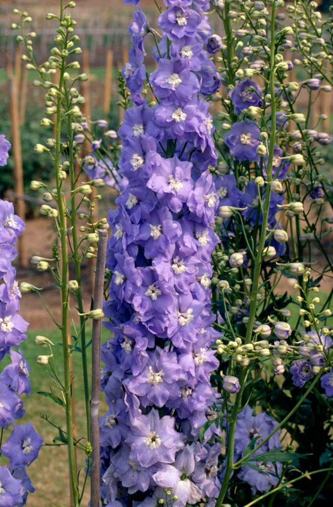 delphinium 'Clifford Sky'