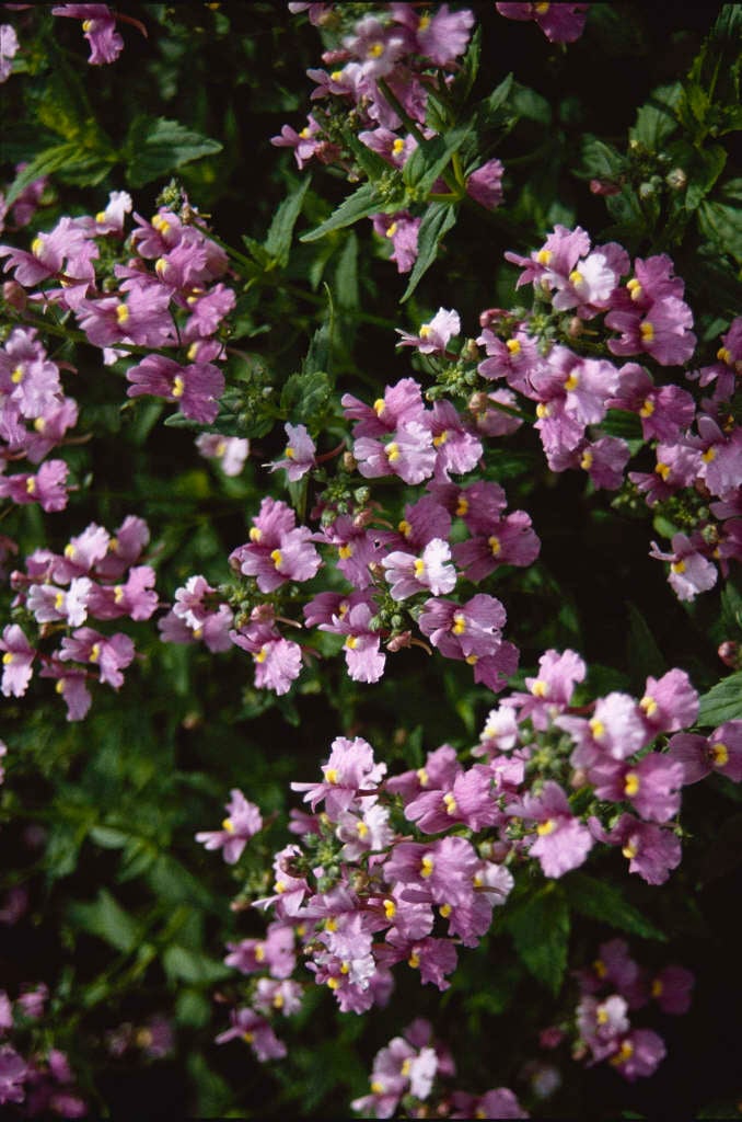 toothed nemesia