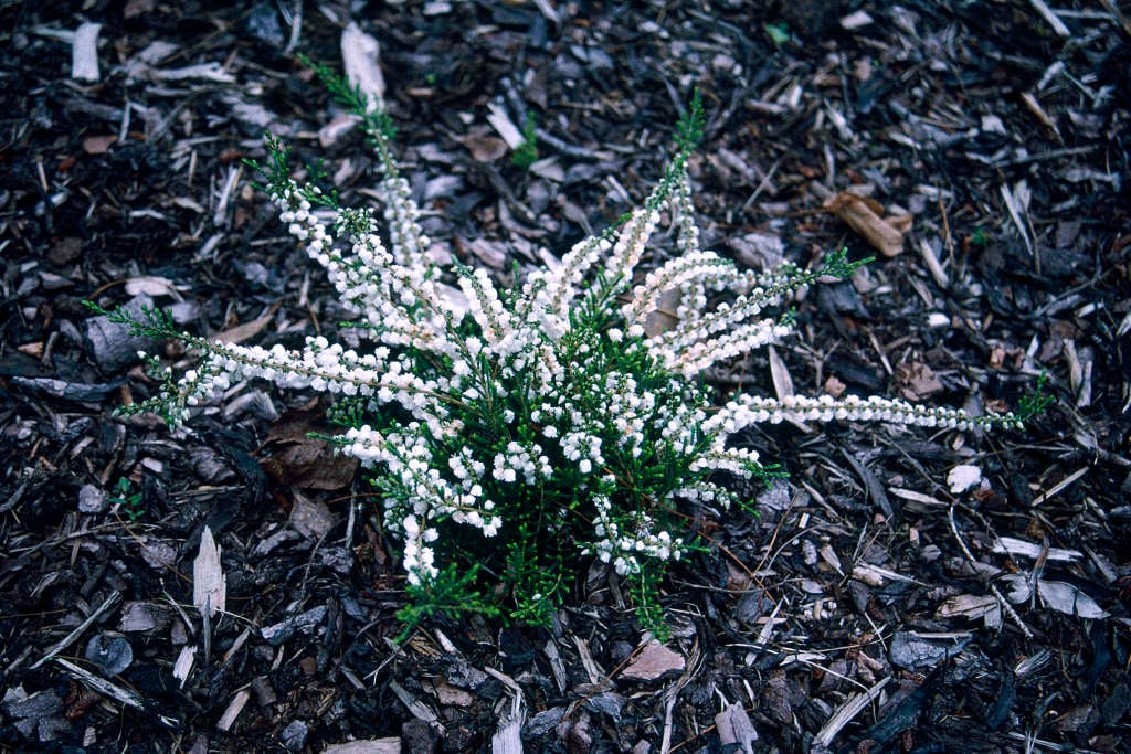 heather 'Kinlochruel'