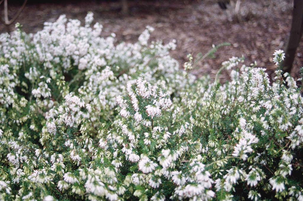 heather 'Springwood White'