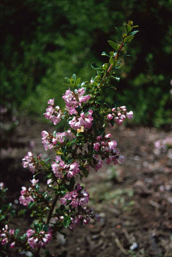 escallonia 'Apple Blossom'