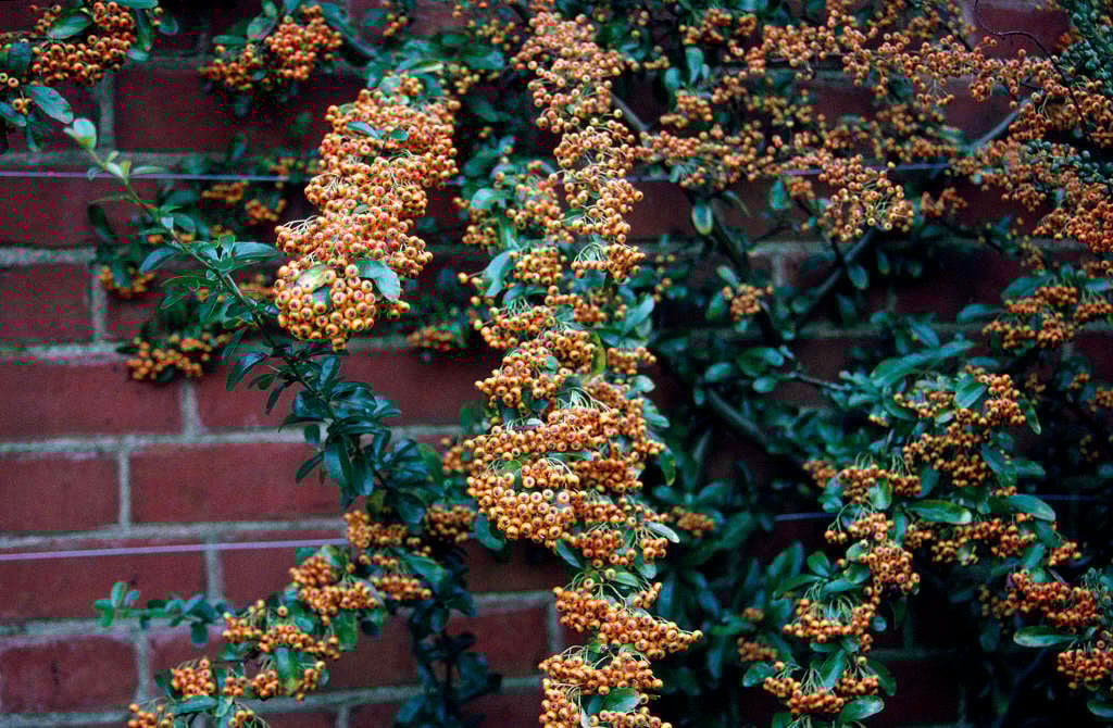 firethorn [Saphyr Orange]