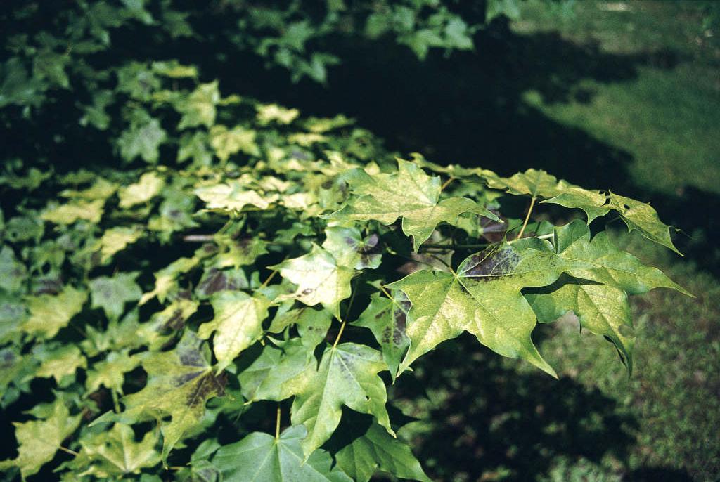 golden Cappadocian maple
