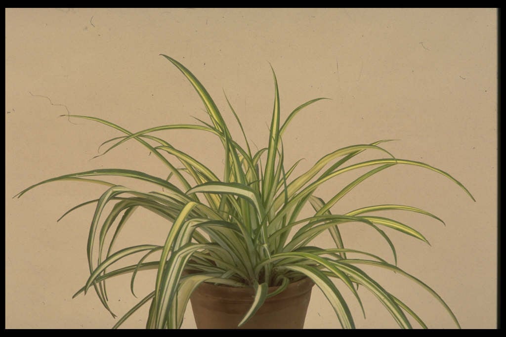 spider plant 'Vittatum'
