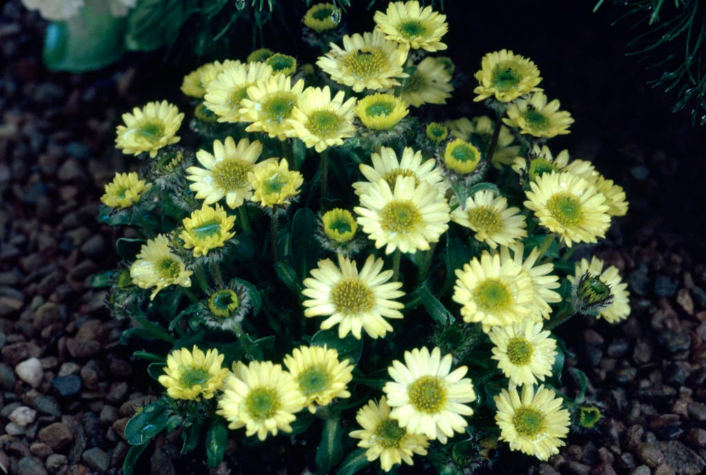 fleabane 'Canary Bird'