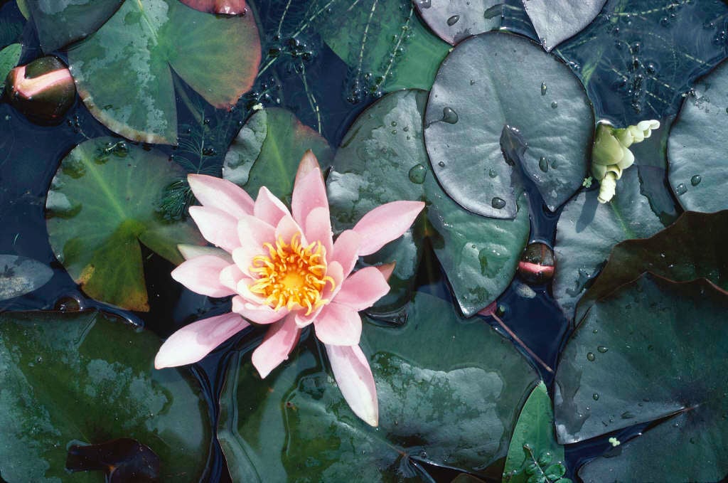 waterlily 'James Brydon'