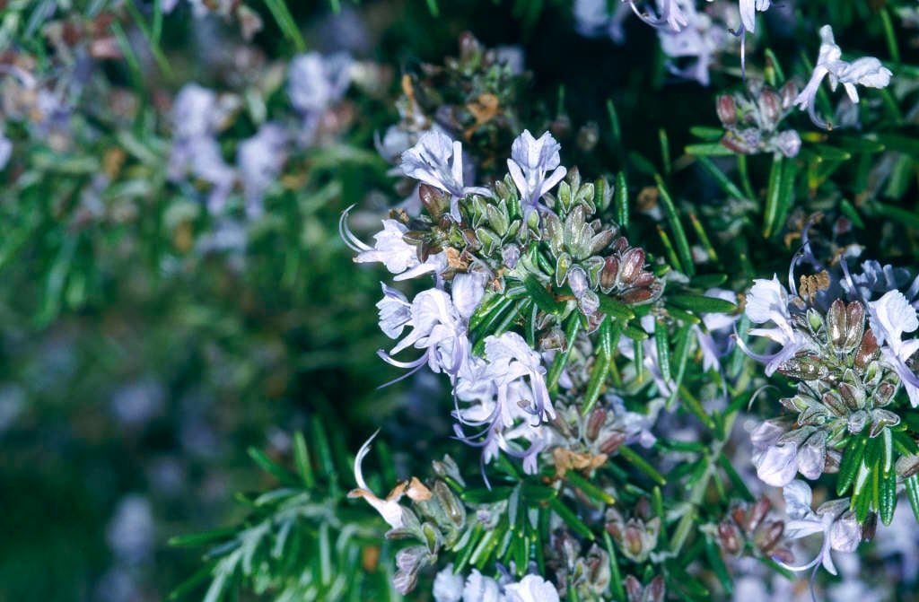 rosemary Prostrata Group
