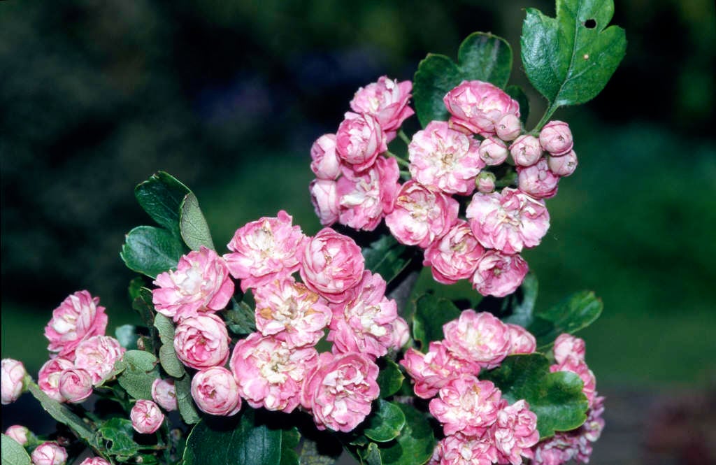 double pink hawthorn