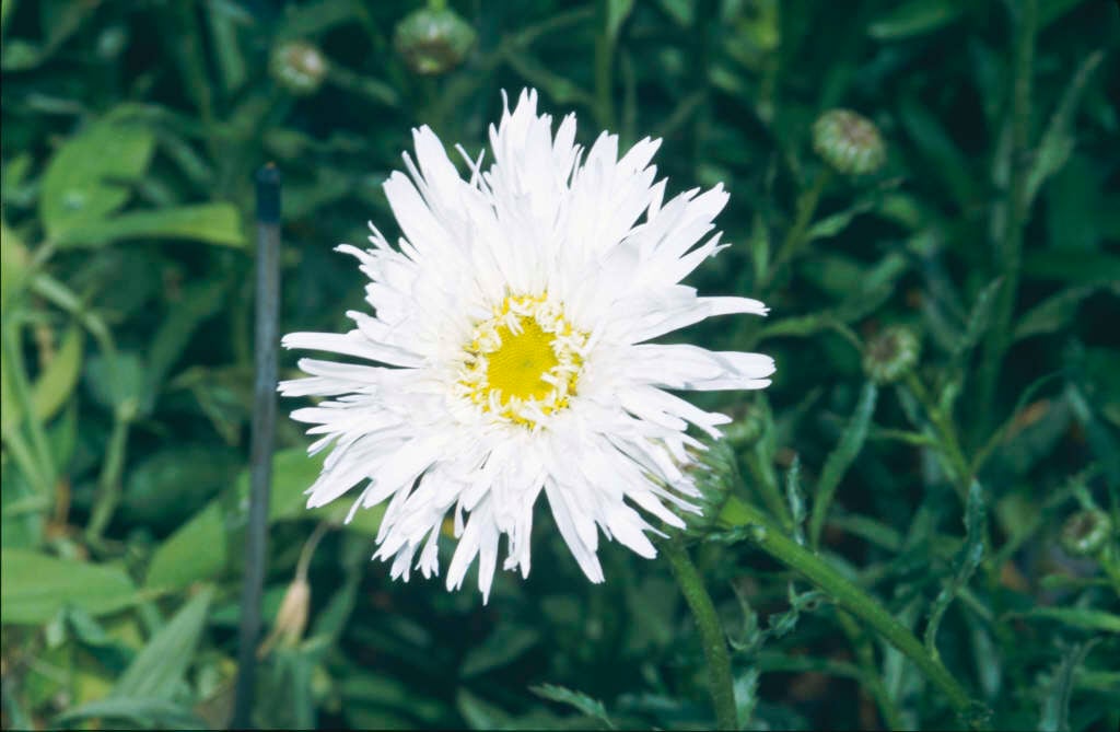 Shasta daisy 'Aglaia'