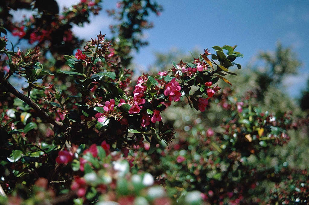 escallonia 'Pride of Donard'