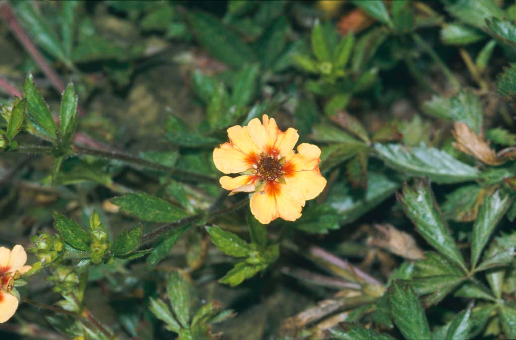 staghorn cinquefoil