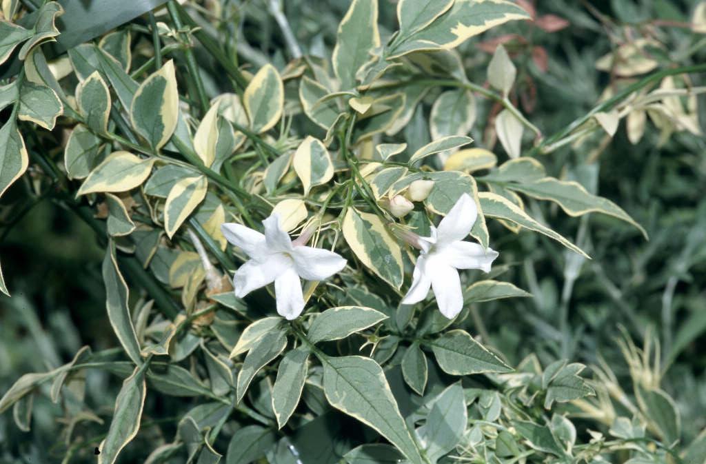 jasmine 'Argenteovariegatum'