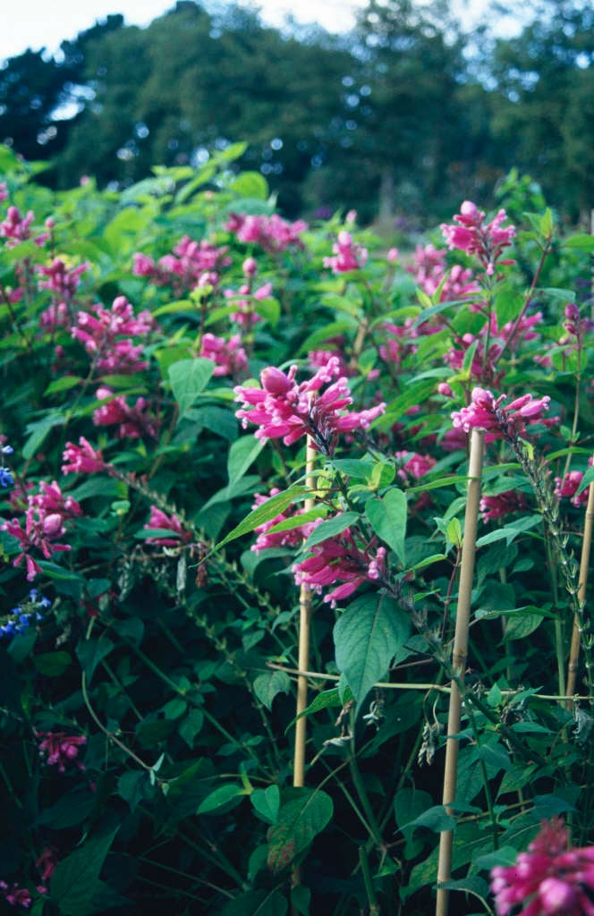 rosy-leaf sage 'Bethellii'