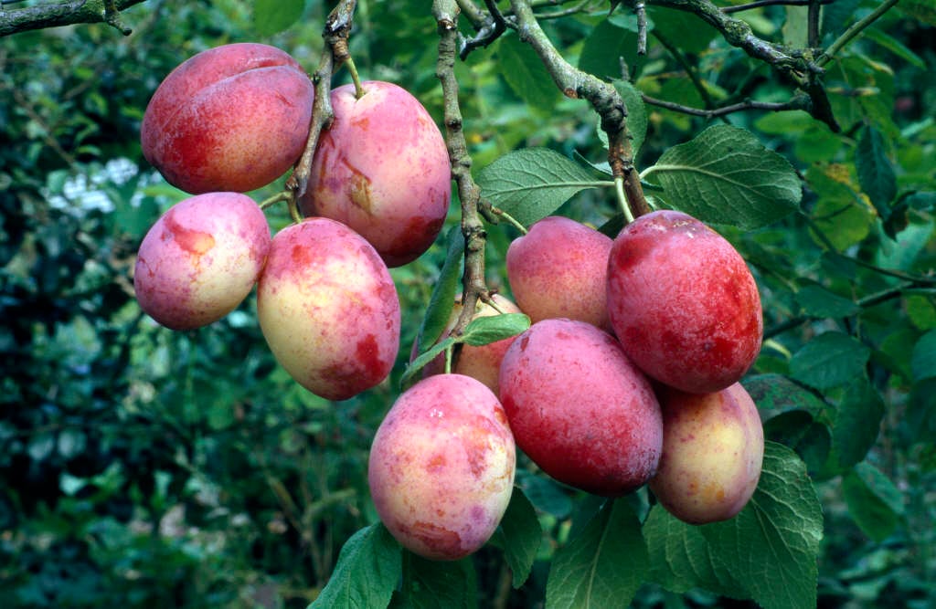plum 'Victoria'