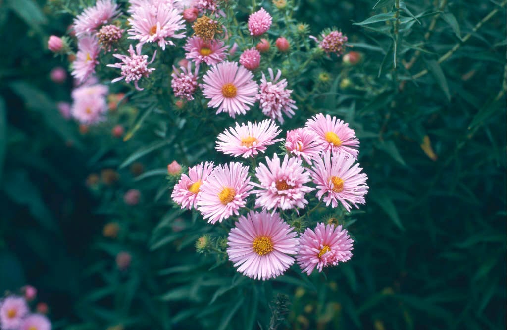New England aster 'Harrington's Pink'