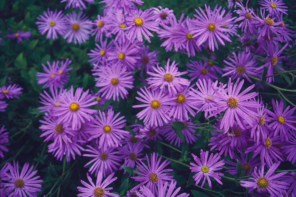 aster 'Mönch'