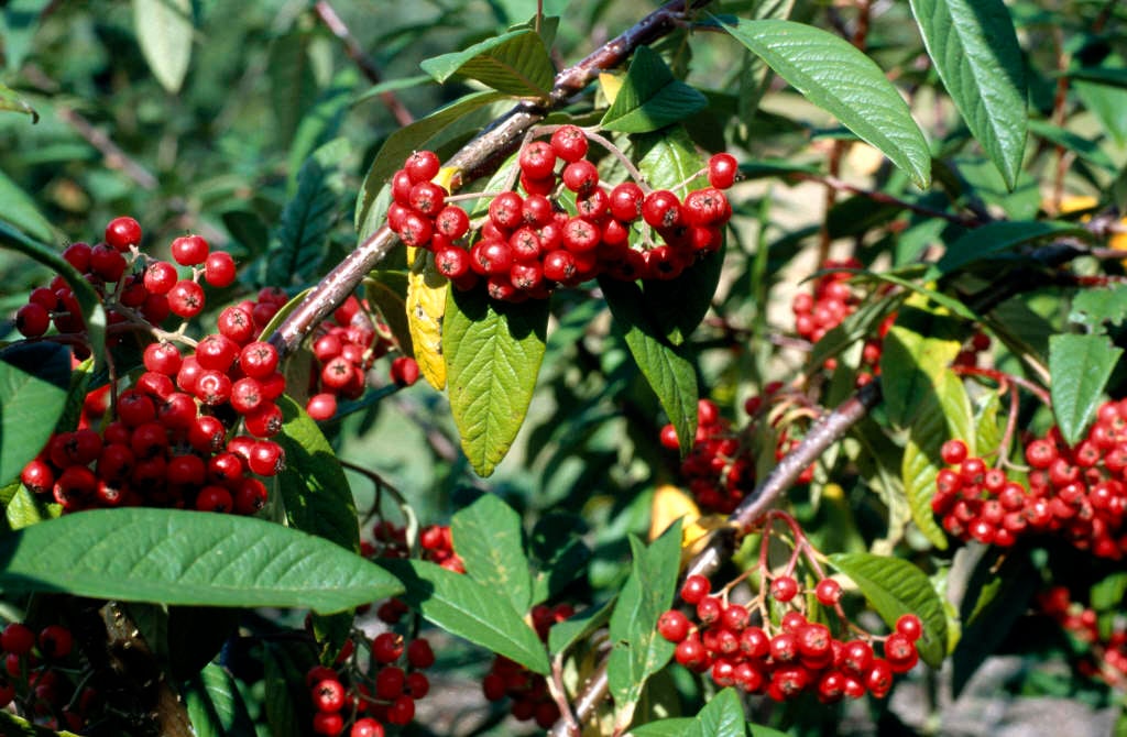cotoneaster 'Cornubia'