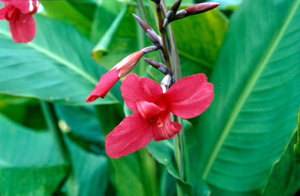 Ehemann's canna