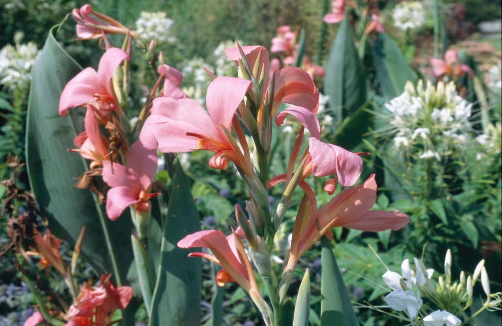 water canna 'Erebus'