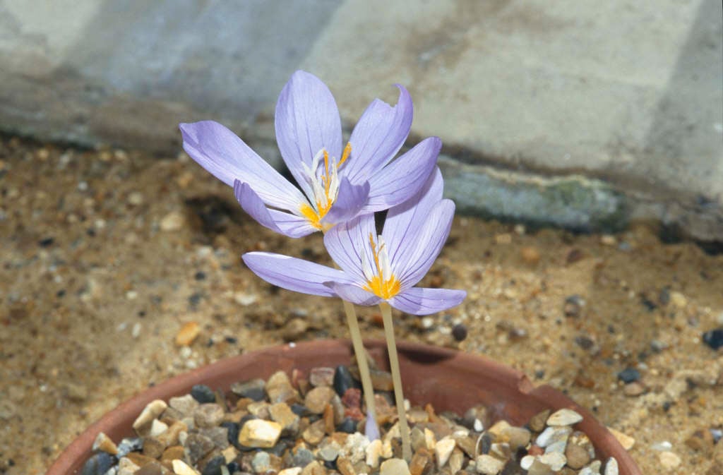 hairy crocus