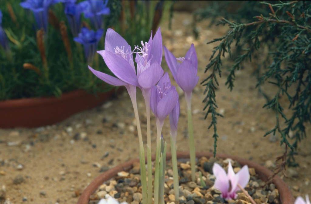 Byzantine crocus