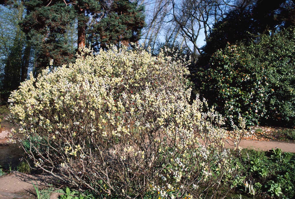 halberd willow 'Wehrhahnii'