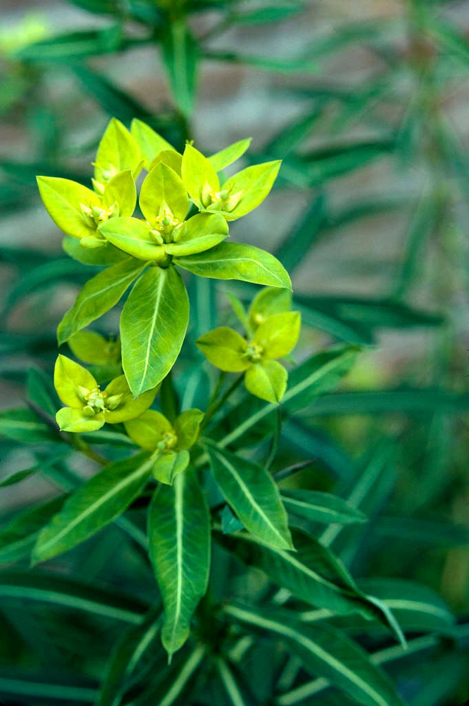 horned spurge