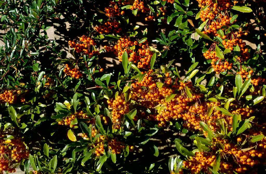 Asian firethorn