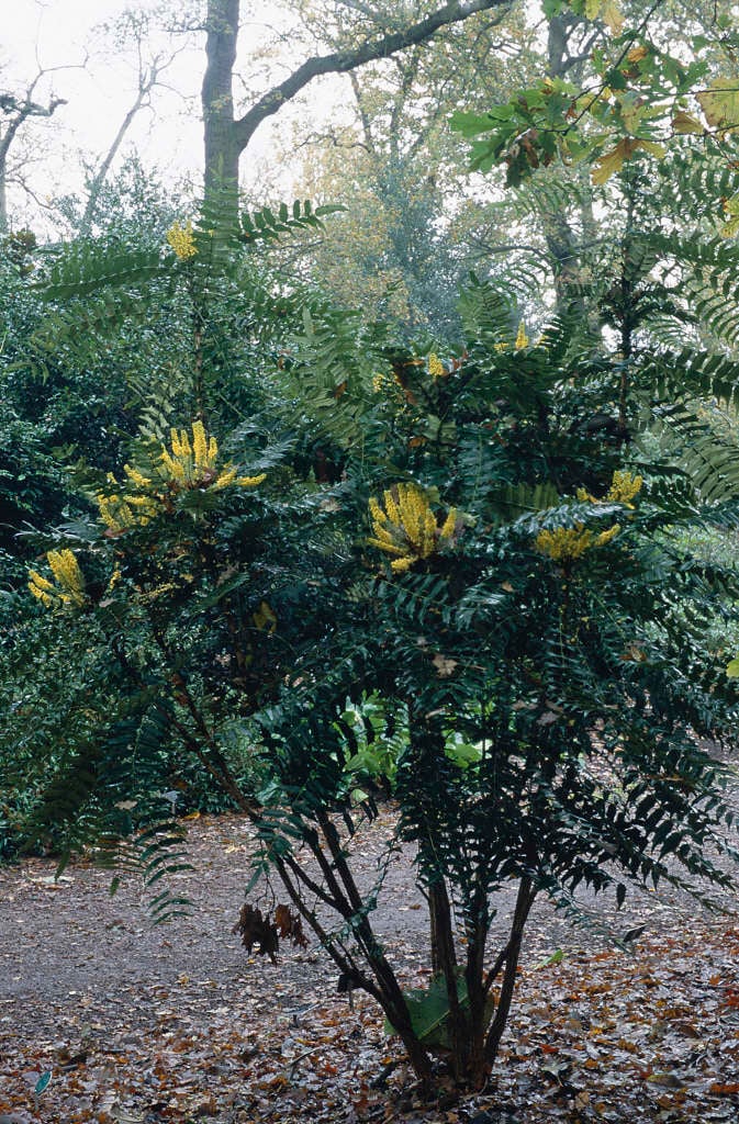 lomaria-leaved mahonia