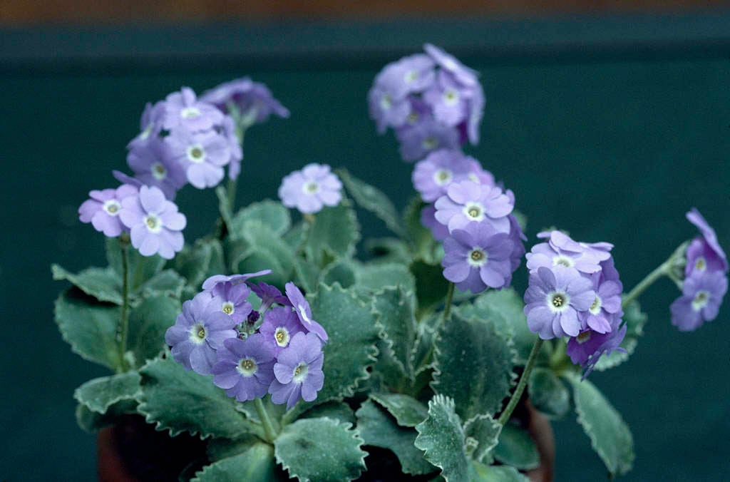 silver-edged primrose 'Linda Pope'