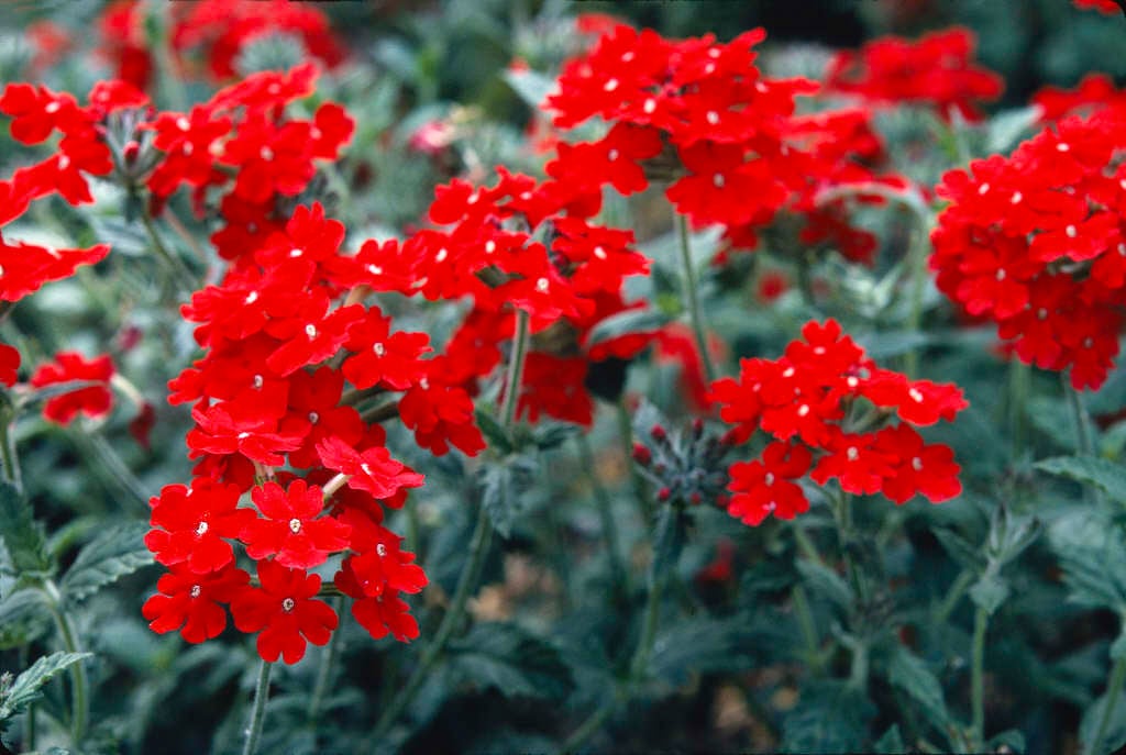 vervain 'Lawrence Johnston'