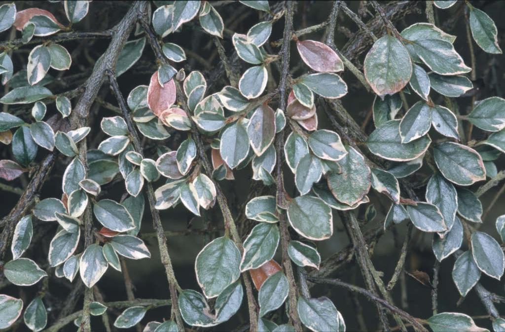 variegated purple-flowered cotoneaster