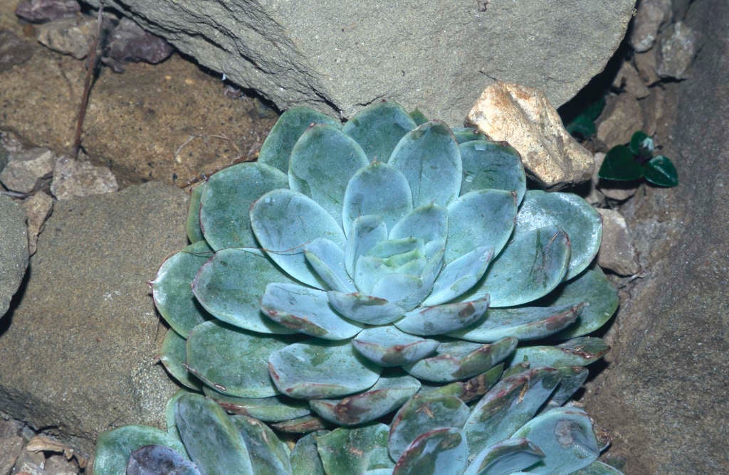 wax rosette 'Blue Surprise'
